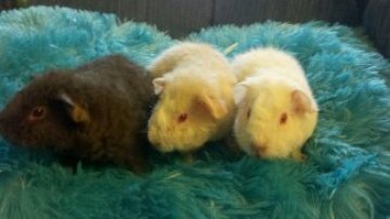 Guinea Pig Babies