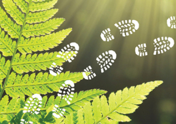 Library Walk: Life in the Forest