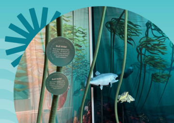 Bull Kelp: Our Remarkable Underwater Forests