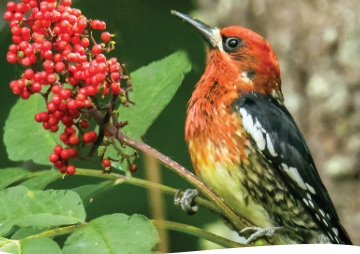 Birds on Whidbey and in Your Backyard