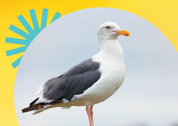 Glorious Gulls