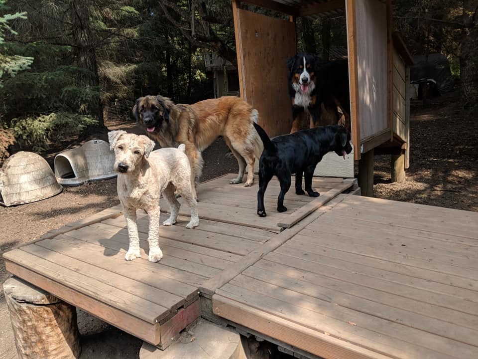 Adventure Trails Dog Camp
