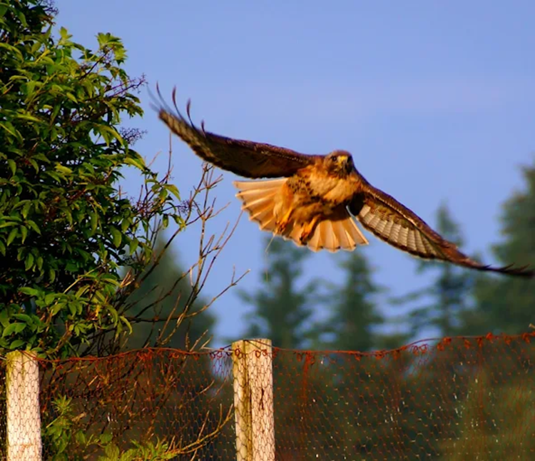 Pacific Rim Institute for Environmental Stewardship