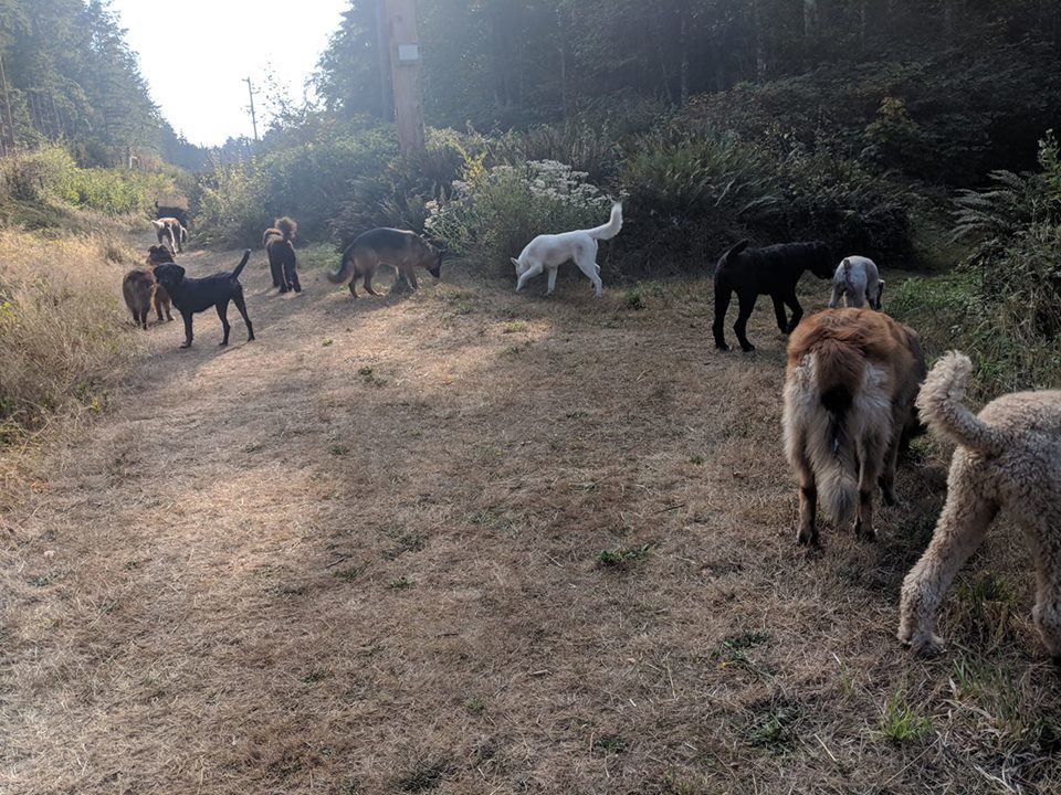 Adventure Trails Dog Camp