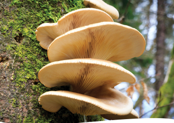 Ranger Hour: Fun Fungi