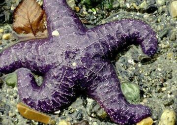 Sea Star Gazing with Port Townsend Marine Science Center