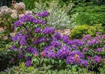 Purple Passion Plant Sale at Meerkerk Gardens