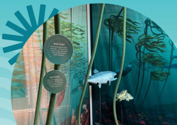 Bull Kelp: Our Remarkable Underwater Forests