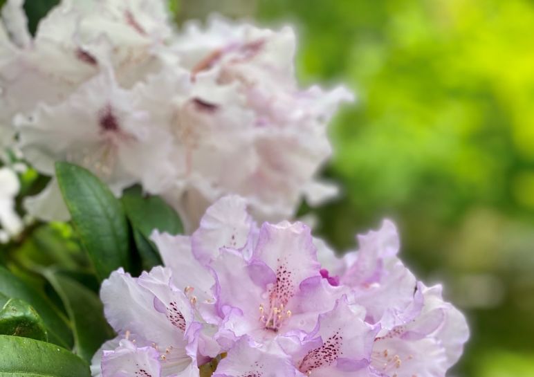 Meerkerk Rhododendron Gardens - Whidbey Island - garden
