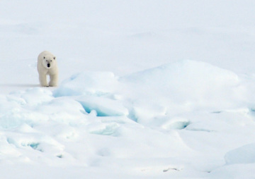 Expedition Antarctica: A Teacher's Journey