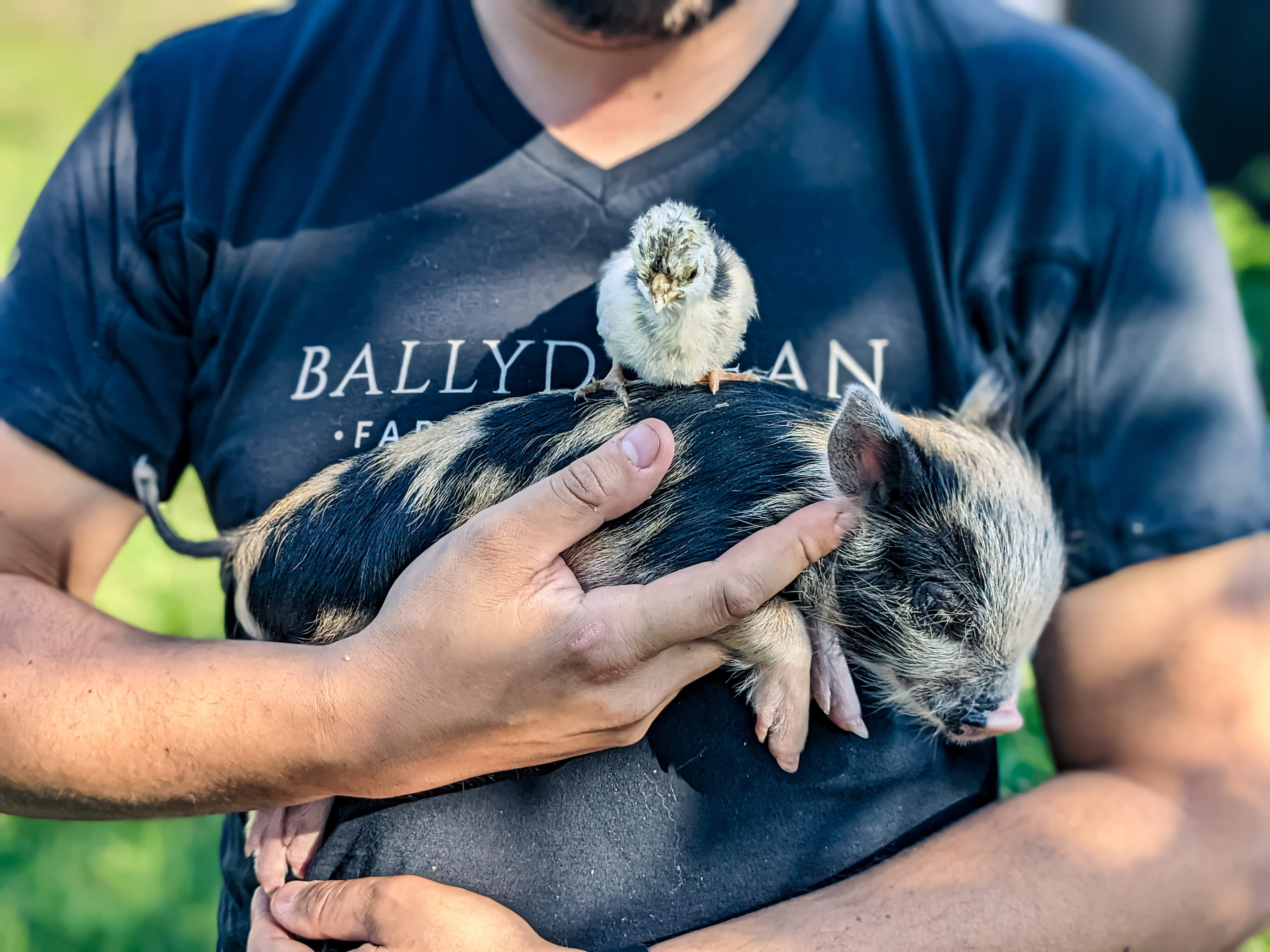 Ballydídean Farm Sanctuary