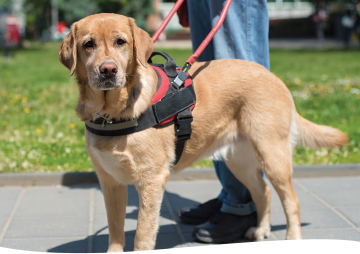 Summit Assistance Dogs: Creating Partnerships