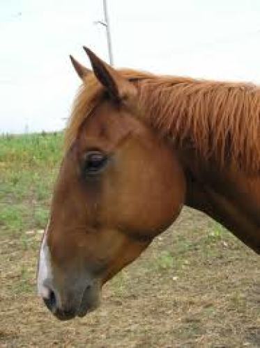 Hope Therapeutic Riding Program