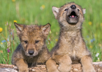 Wildlife Detectives with Wolf Hollow Rehabilitation Center
