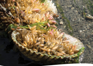 Bio-Glow & Sea Lab with Sound Water Stewards