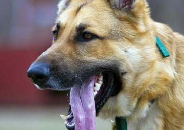 Whidbey Wonders: K9 Search and Rescue