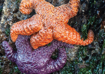 Shannon Point Marine Center: Marine Wildlife Touch Tank Adventure