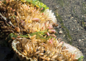 Tidepools and Trivia