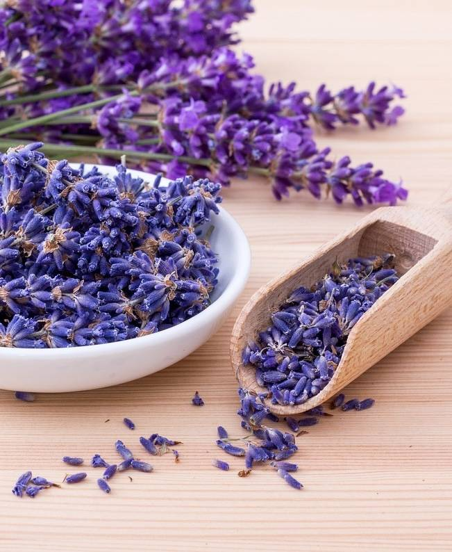 Lavender Wind 