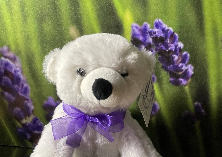 Lavender Wind 