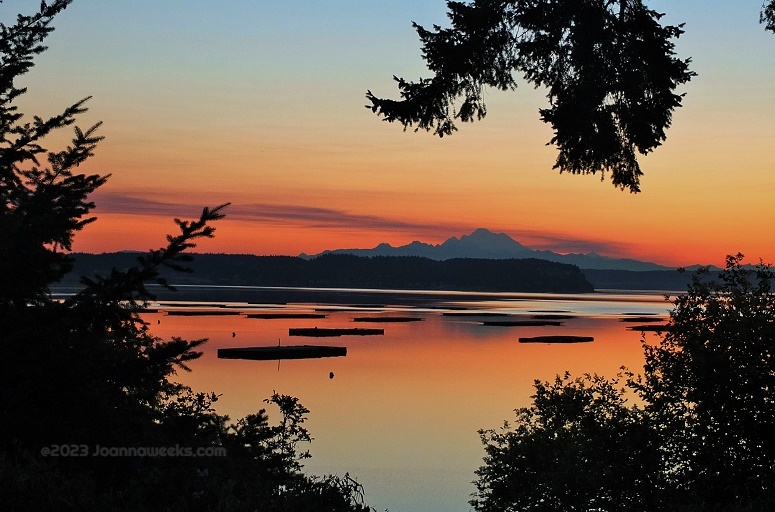 penn cove mussel farm