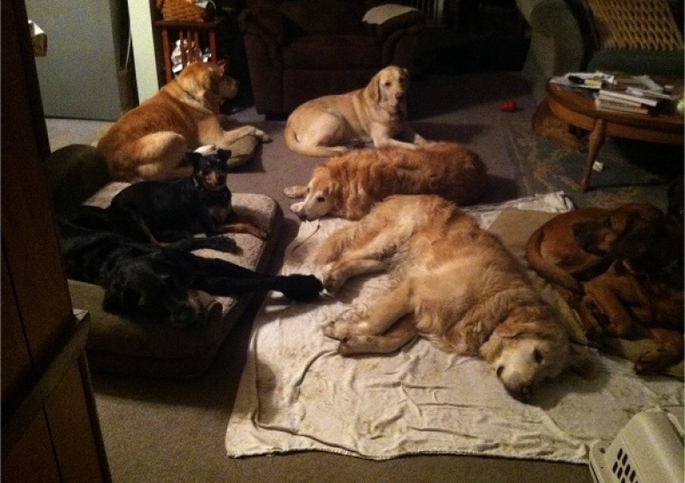 Whidbey Island All Critter Pet Care & Training Whidbey Island dog boarding Yabsta