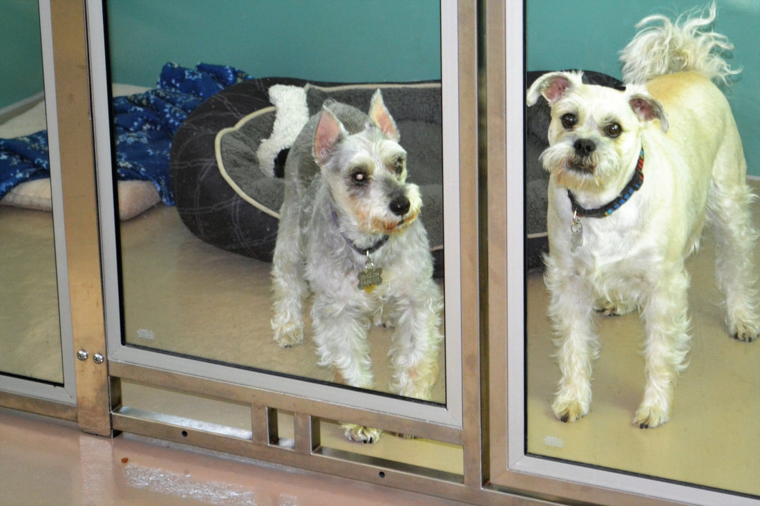 The Dogwood Pet Resort Whidbey Island pet boarding