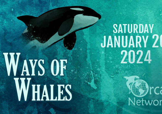 Ways Of Whales 2024 Meetings Events In Whidbey Island   Photo 3331691 