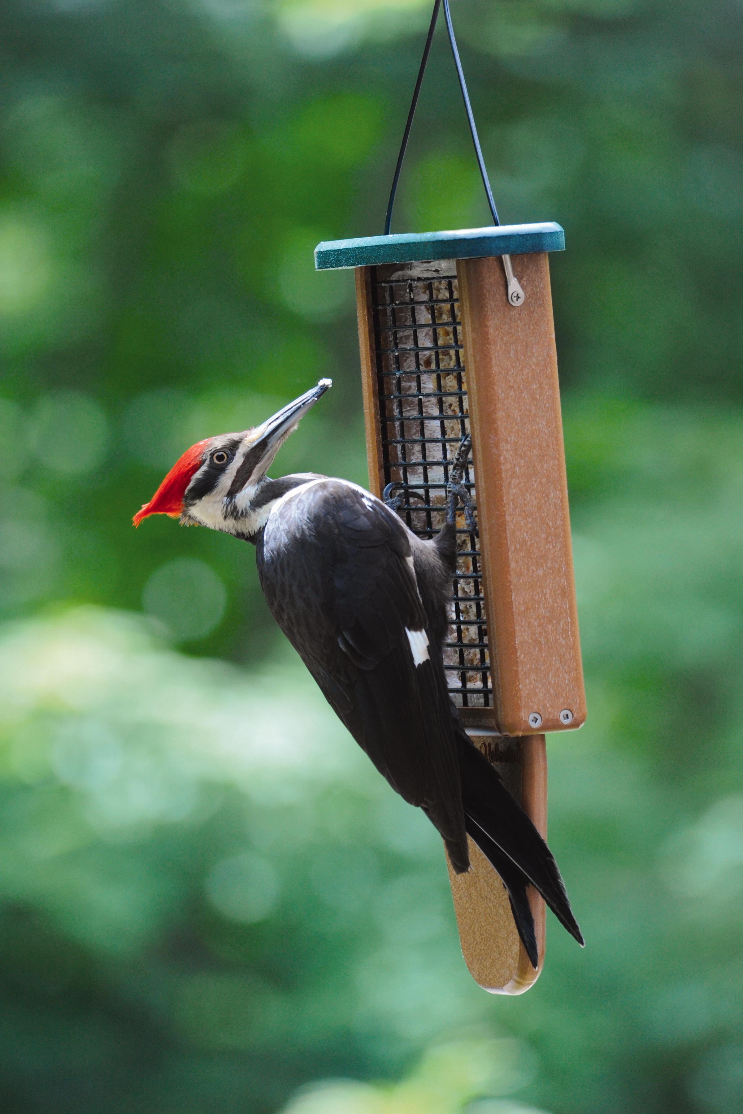 What are some tips for identifying wild birds?